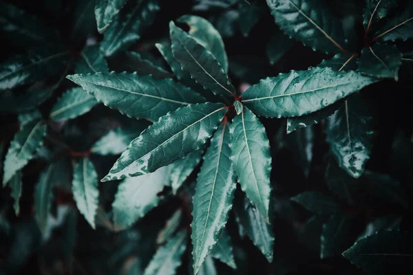 Hermosas hojas verdes tropicales después de la lluvia con fondo de gotas — Foto de Stock