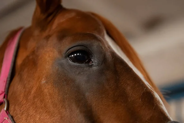 Gros plan détail oeil de cheval brun, bride, selle — Photo