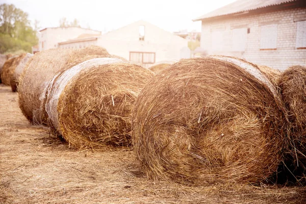 Bale of hay lies on farm, animal feed for cows and horses — Stock Photo, Image