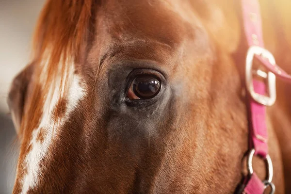 Κοντινό πλάνο λεπτομέρεια μάτι του καφέ άλογο, χαλινάρι, σέλα — Φωτογραφία Αρχείου