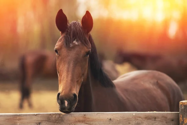 Καφέ νεαρό άλογο επιβήτορες στο αγρόκτημα μαντρί, φωτογραφία φθινόπωρο — Φωτογραφία Αρχείου