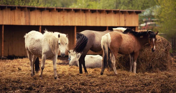 Caballo joven marrón en granja de corral, foto de otoño —  Fotos de Stock