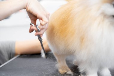 Usta kız kuaför makasıyla kuaförde hayvan makasıyla küçük köpek Pomeranya salyası kesiyor.