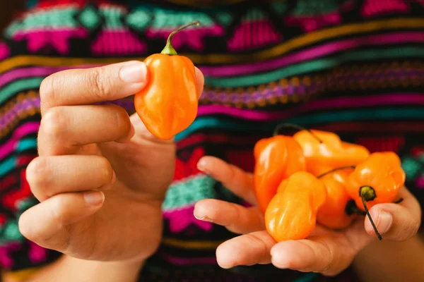 Μεξικάνικα Χέρια Και Habanero Chilies Mexico — Φωτογραφία Αρχείου