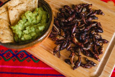 Chapulines, çekirge ve guacamole Oaxaca Meksika geleneksel Meksika mutfağı snack