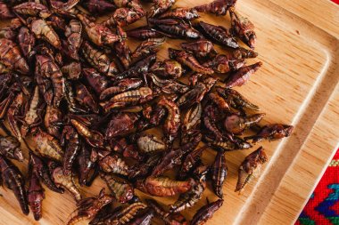 Chapulines, çekirge aperatif Oaxaca Meksika'deki geleneksel Meksika mutfağı