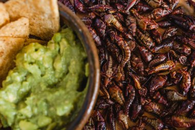 Chapulines, çekirge ve guacamole Oaxaca Meksika geleneksel Meksika mutfağı snack