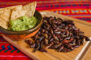 Chapulines, çekirge ve guacamole Oaxaca Meksika geleneksel Meksika mutfağı snack