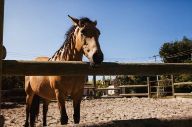 At, Mexico City 'de arka plan olarak gökyüzü ile ahırda kalıyor.