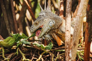 Yeşil iguana ya da Amerikan iguanası, Meksika 'nın Oaxaca bölgesinde bulunan bir kertenkele sürüngenidir.