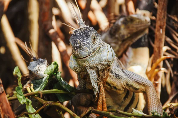 Iguane Vert Iguane Américain Est Reptile Lézard Dans Une Jungle — Photo