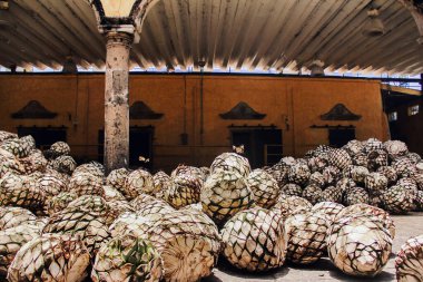 Tekila Agave içki fabrikasında işlem için bekliyor, tekila fabrikası Jalisco Mexico.