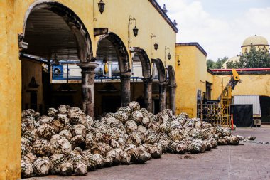 Tekila Agave içki fabrikasında işlem için bekliyor, tekila fabrikası Jalisco Mexico.