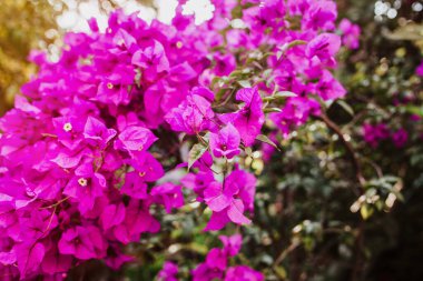 bougainvillea çiçekleri mor çalı veya buganvilla, bugambilia, bunga kertalar, Napolyon, Santa Rita veya Papelillo