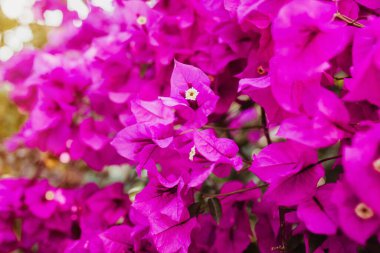 bougainvillea çiçekleri mor çalı veya buganvilla, bugambilia, bunga kertalar, Napolyon, Santa Rita veya Papelillo