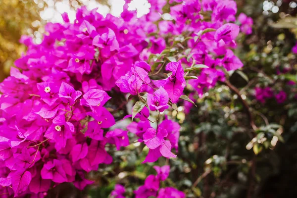 Bougainvillea 보라색 부감빌리아 나폴레옹 파필로 — 스톡 사진