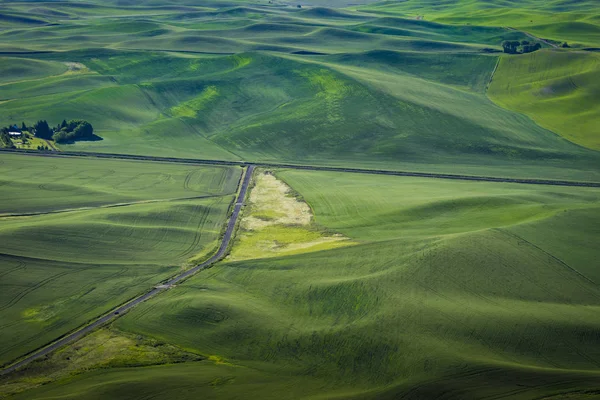 Campi di grano verde nello stato di Washington orientale — Foto Stock