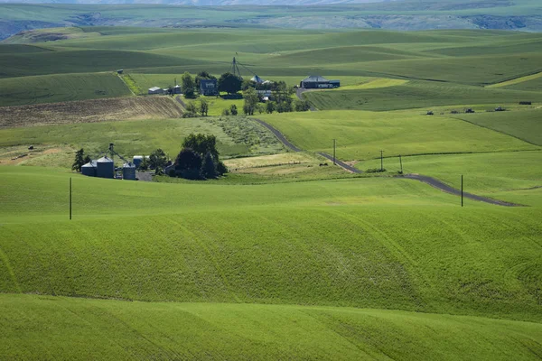 Campi di grano verde nello stato di Washington orientale — Foto Stock