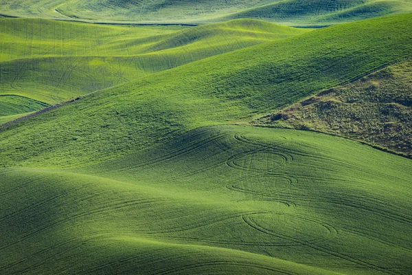 Fields of green wheat in Eastern Washington state — Stock Photo, Image