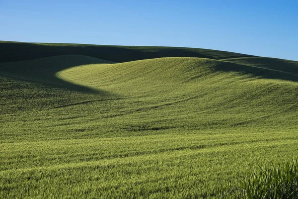 Campi di grano verde nello stato di Washington orientale — Foto Stock