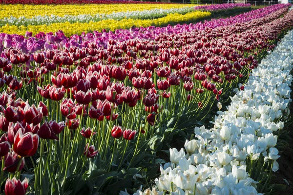 Ряды тюльпанов на цветочной ферме — стоковое фото