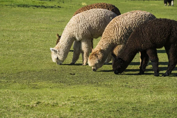 Alpaka sürüsü bir çiftlikte — Stok fotoğraf