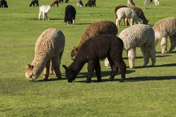 Alpaka sürüsü bir çiftlikte — Stok fotoğraf
