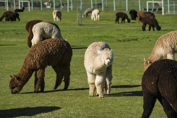 Стадо альпаки на ранчо — стокове фото