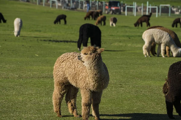 Manada de alpaca num rancho — Fotografia de Stock