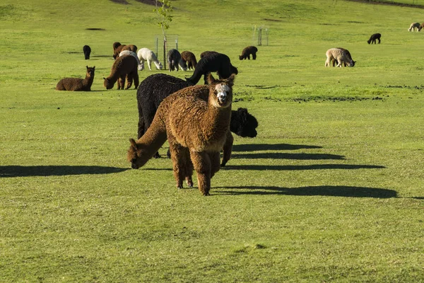 Herd of alpaca on a ranch — Stock Photo, Image