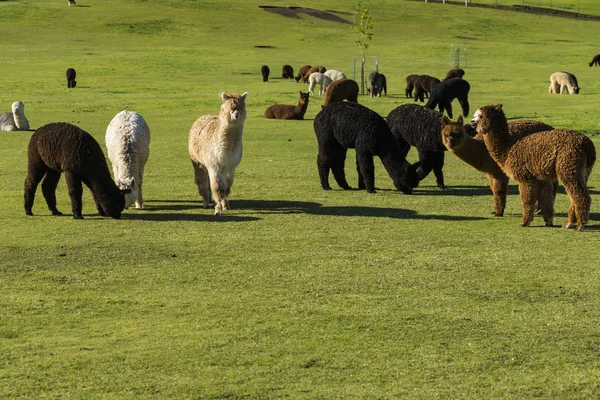 Besättningen i alpacka på en ranch — Stockfoto