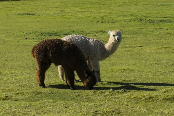 Manada de alpaca num rancho — Fotografia de Stock