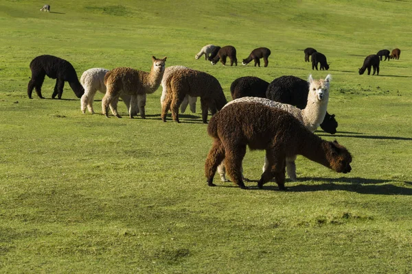 Стадо альпаки на ранчо — стоковое фото