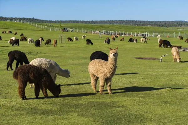 Стадо альпаки на ранчо — стоковое фото