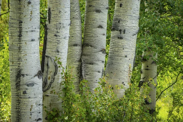 Troncos de Aspen brancos e cicatrizados — Fotografia de Stock