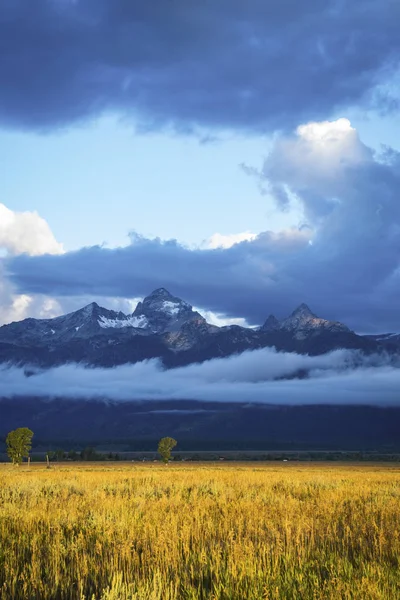 Trawa i sagebrush pól, grand Teton national Park Obrazek Stockowy
