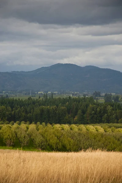 Landscape with apple orchard — Stock Photo, Image