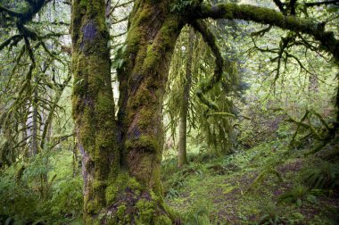 Bigleaf akçaağaç ağaç gövde