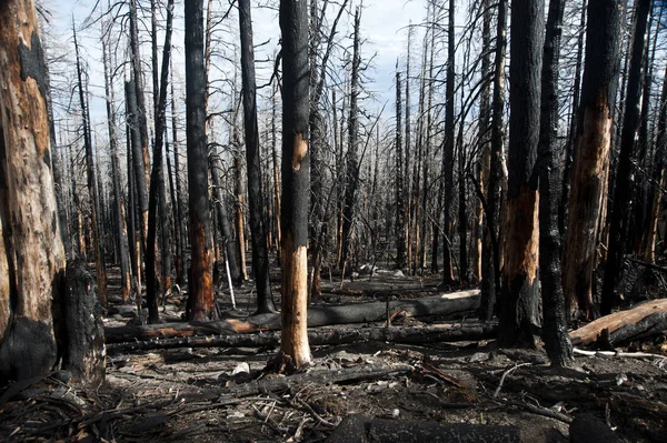 Обугленные стволы деревьев после лесного пожара — стоковое фото