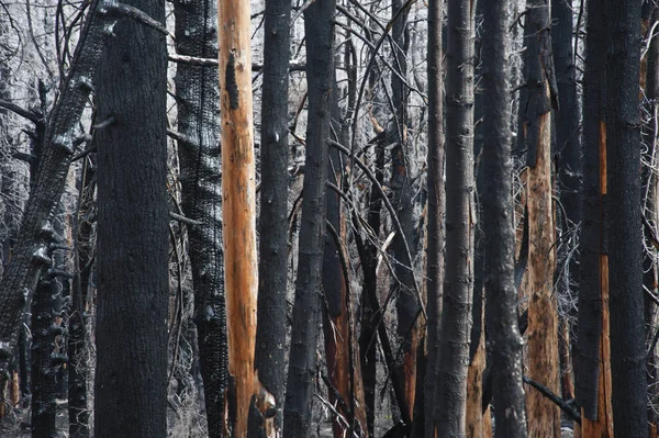 Обугленные стволы деревьев после лесного пожара — стоковое фото