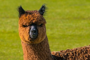 Şirin alpaka yün Oregon çiftlikte için kaldırdı