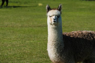 Şirin alpaka yün Oregon çiftlikte için kaldırdı