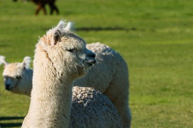 Şirin alpaka yün Oregon çiftlikte için kaldırdı