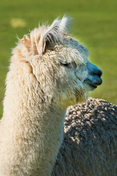 Alpaca bonito criado para lã no Oregon Ranch — Fotografia de Stock