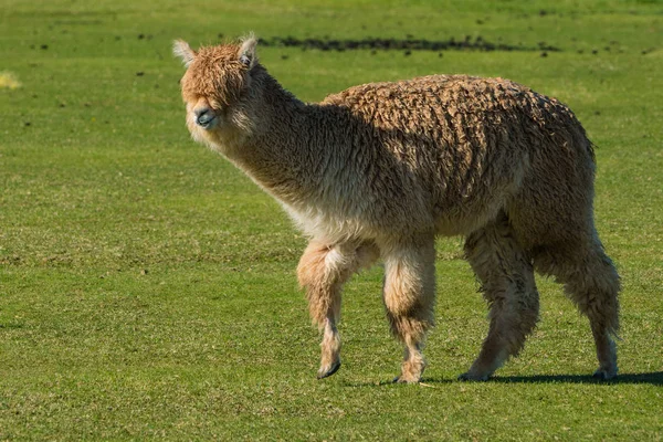 Cute alpaca raised for wool on Oregon Ranch — Stock Photo, Image