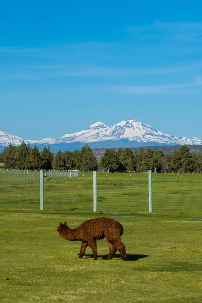 Şirin alpaka yün Oregon çiftlikte için kaldırdı — Stok fotoğraf