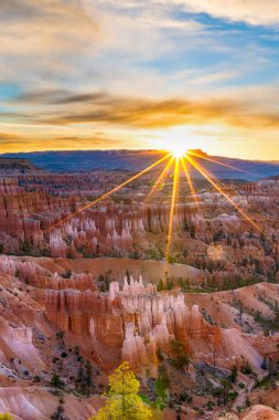Bryce Canyon Milli Park'ta yapraklara ile güzel gündoğumu 