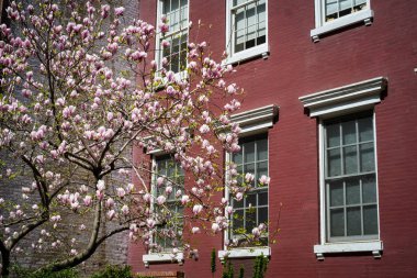 New York City apartm dışında ilkbaharda çiçek açan manolya ağacı