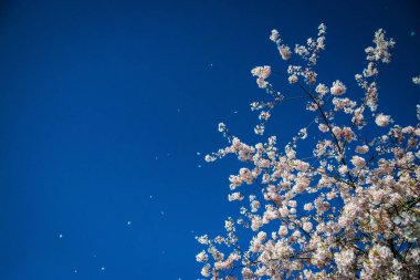 Mavi gökyüzü beyaz kiraz çiçekleri