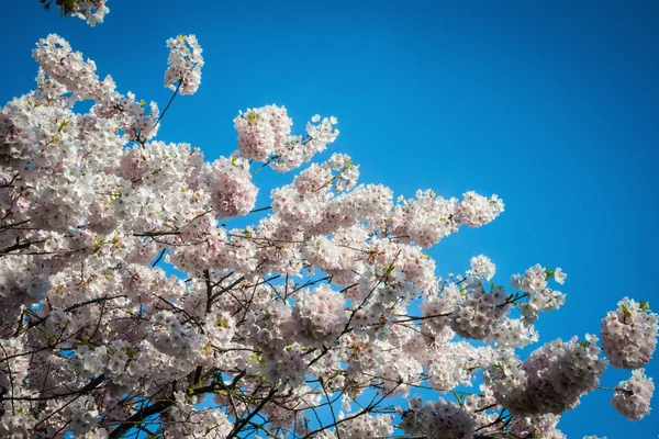 White cherry blossoms against the blue sky — Stock Photo, Image